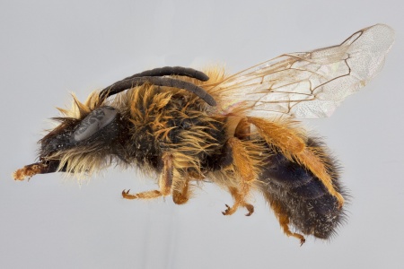 [Colletes fulvipes male (lateral/side view) thumbnail]